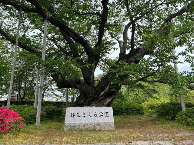 公園