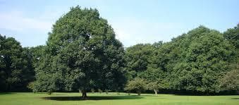 公園