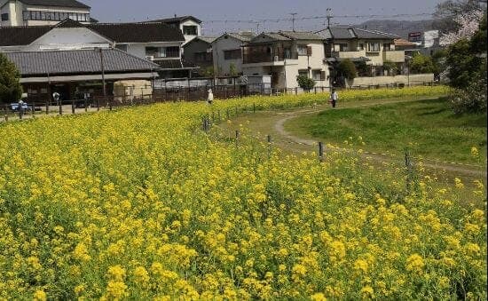 公園